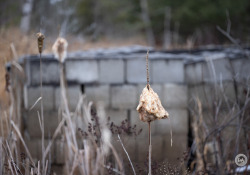 Laowa-RF100-Samples-30