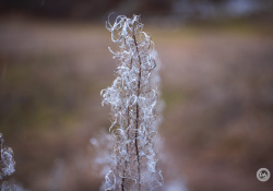 29-Weeds-1