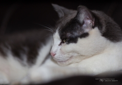 Lite-Scoop_Review-18