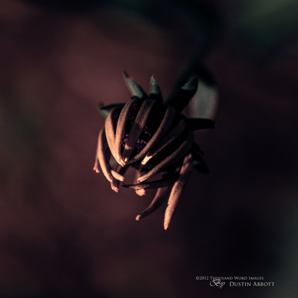 038 Macro-11.jpg