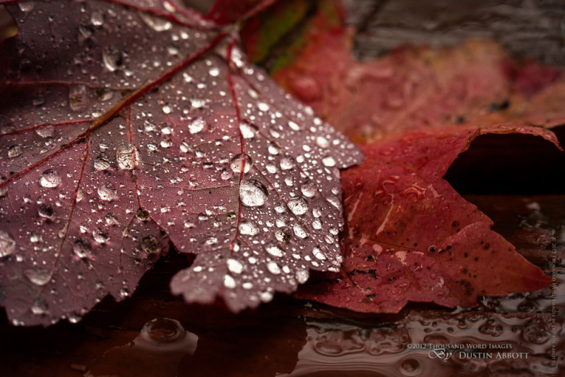 Autumn Diamonds