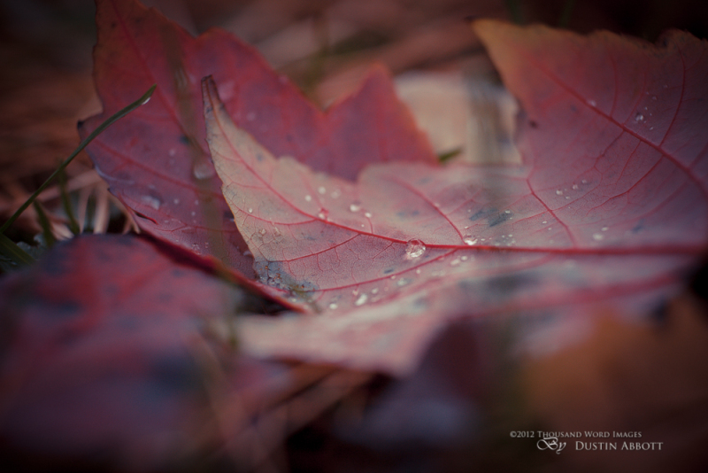 Veined