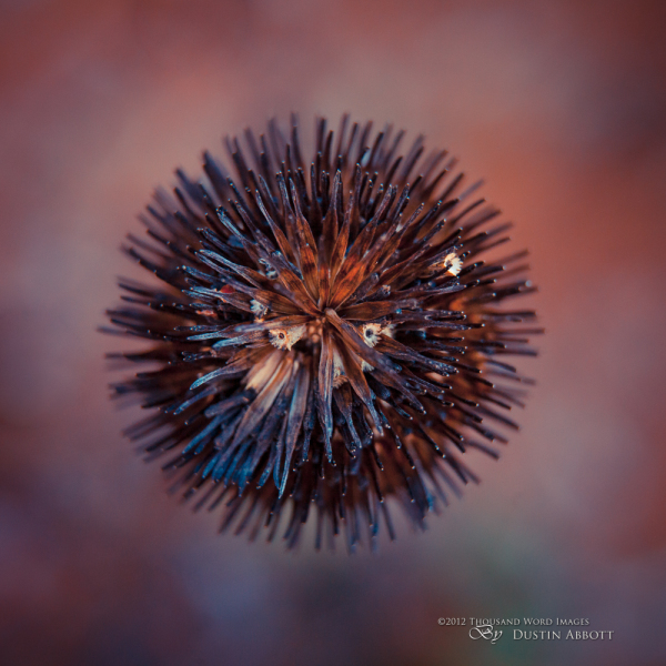 Don't Get Prickly