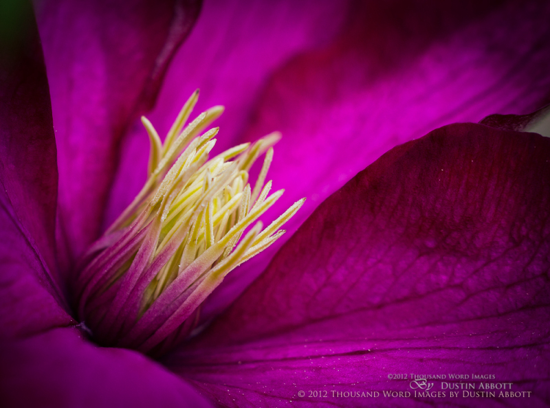 Clematis