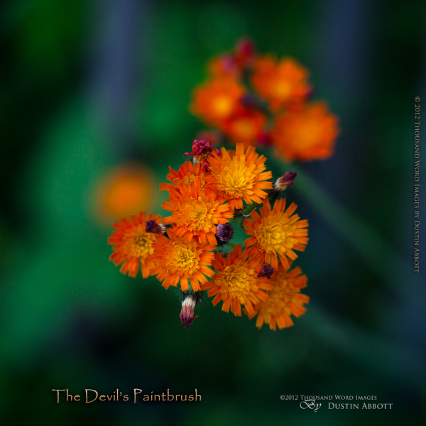 The Devil's Paintbrush