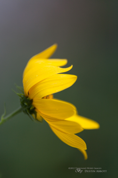 038 Macro-9.jpg