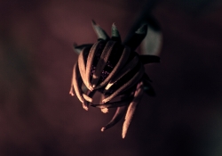 038 Macro-11.jpg