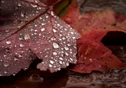 Autumn Diamonds