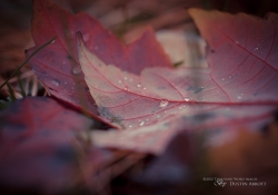 Veined
