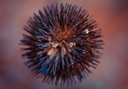 Don't Get Prickly