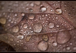 Macro Magic