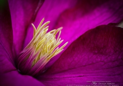 Clematis
