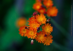 The Devil's Paintbrush