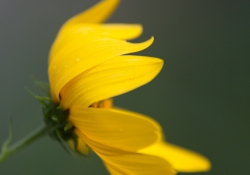 038 Macro-9.jpg