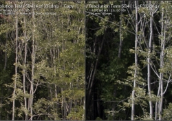 Tamron vs 135 Trees Left Side