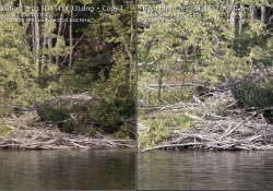 Tamron vs 135 Wood Pile