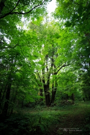 Milvus in the Woods-12