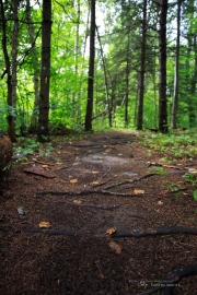 Milvus in the Woods-13