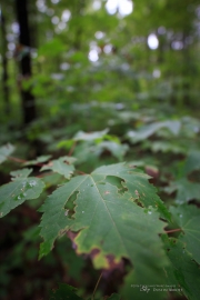 Milvus in the Woods-15