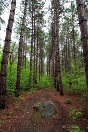 Milvus in the Woods-18