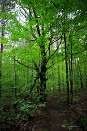 Milvus in the Woods-19