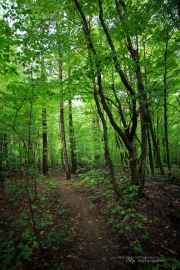 Milvus in the Woods-22