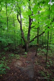 Milvus in the Woods-24