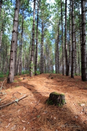 Milvus in the Woods-31