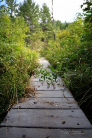 Milvus in the Woods-34