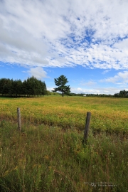 Milvus in the Woods-38