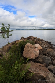 Milvus in the Woods-7