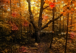 The Magical Season