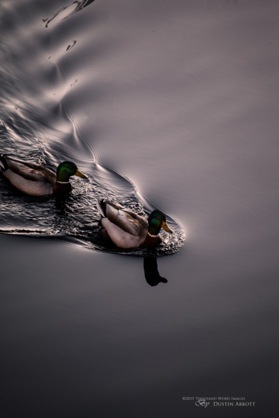Ripples