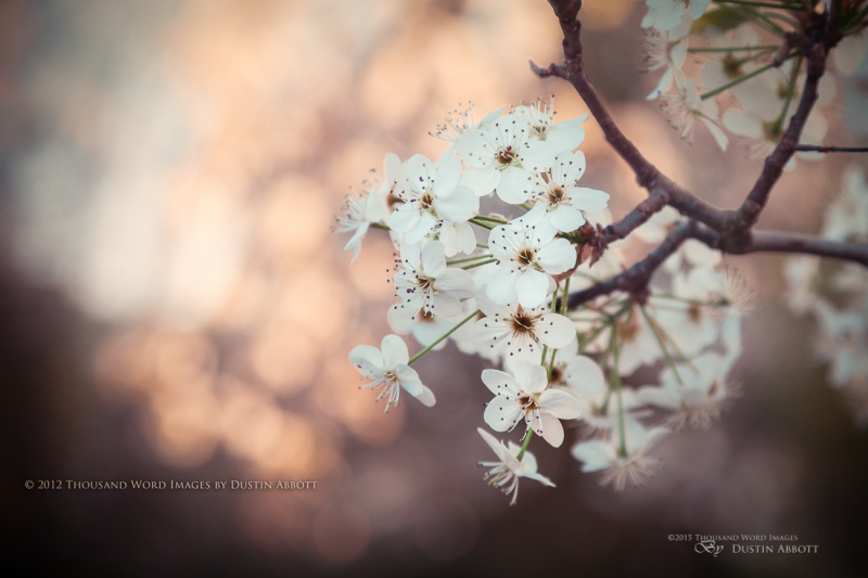 Bokeh Blossoms