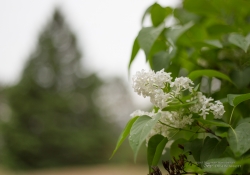 Nifty Fifty-5