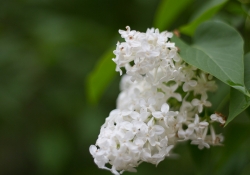Nifty Fifty-6