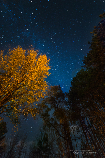 Autumn by Night