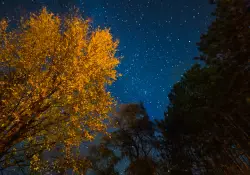 Autumn by Night