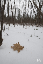 D850 First Samples-14