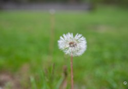 Samples-10