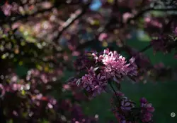 Samples-25