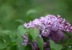 Samples-36