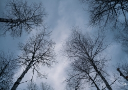 22-Brooding-6