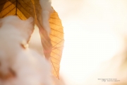 Golden Light in Winter's Cold
