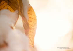 Golden Light in Winter's Cold