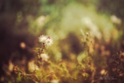 Processed Samples-3.jpg