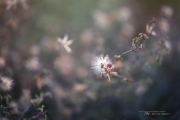 Draw for Me - Rokinon 50mm f/1.4
