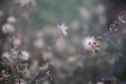Rokinon 50mm-45.jpg