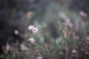 Rokinon 50mm-46.jpg