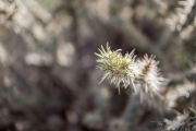 Rokinon 50mm-59.jpg